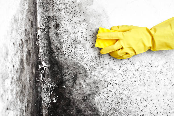 Best Best Mold Removal Companies  in Britton, SD