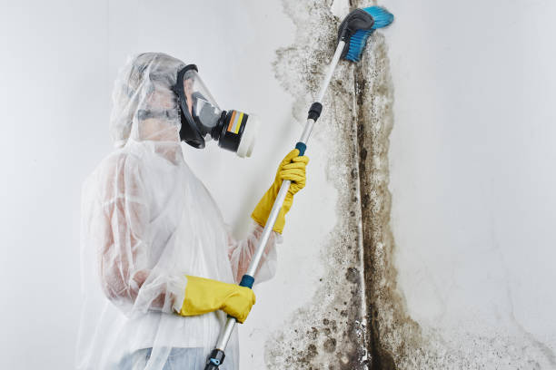 Best Office Mold Removal Services  in Britton, SD