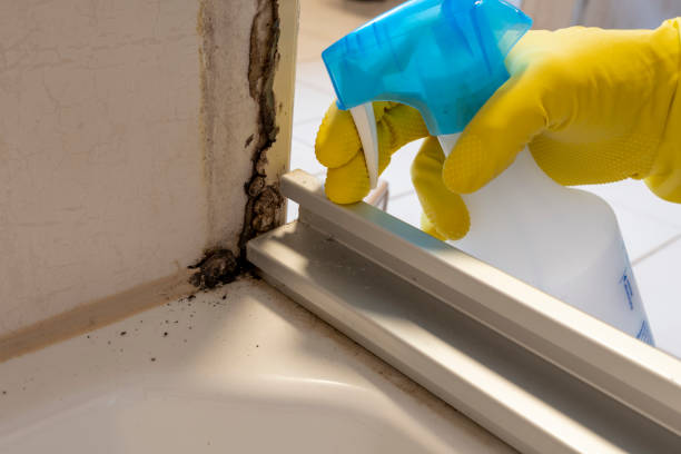 Best Certified Mold Removal  in Britton, SD