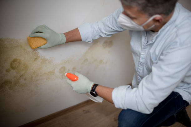 Best Commercial Mold Removal  in Britton, SD