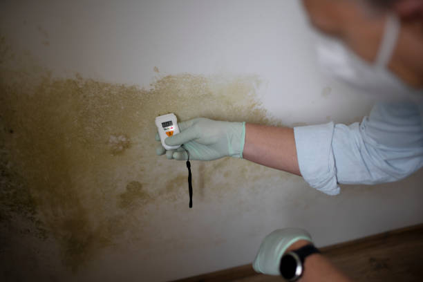 Best Emergency Mold Removal  in Britton, SD