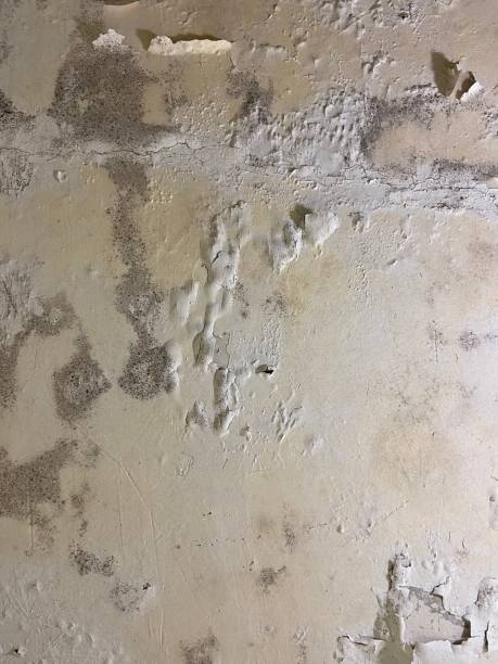 Best Residential Mold Removal  in Britton, SD