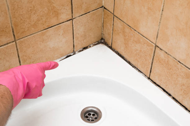 Best Attic Mold Removal  in Britton, SD